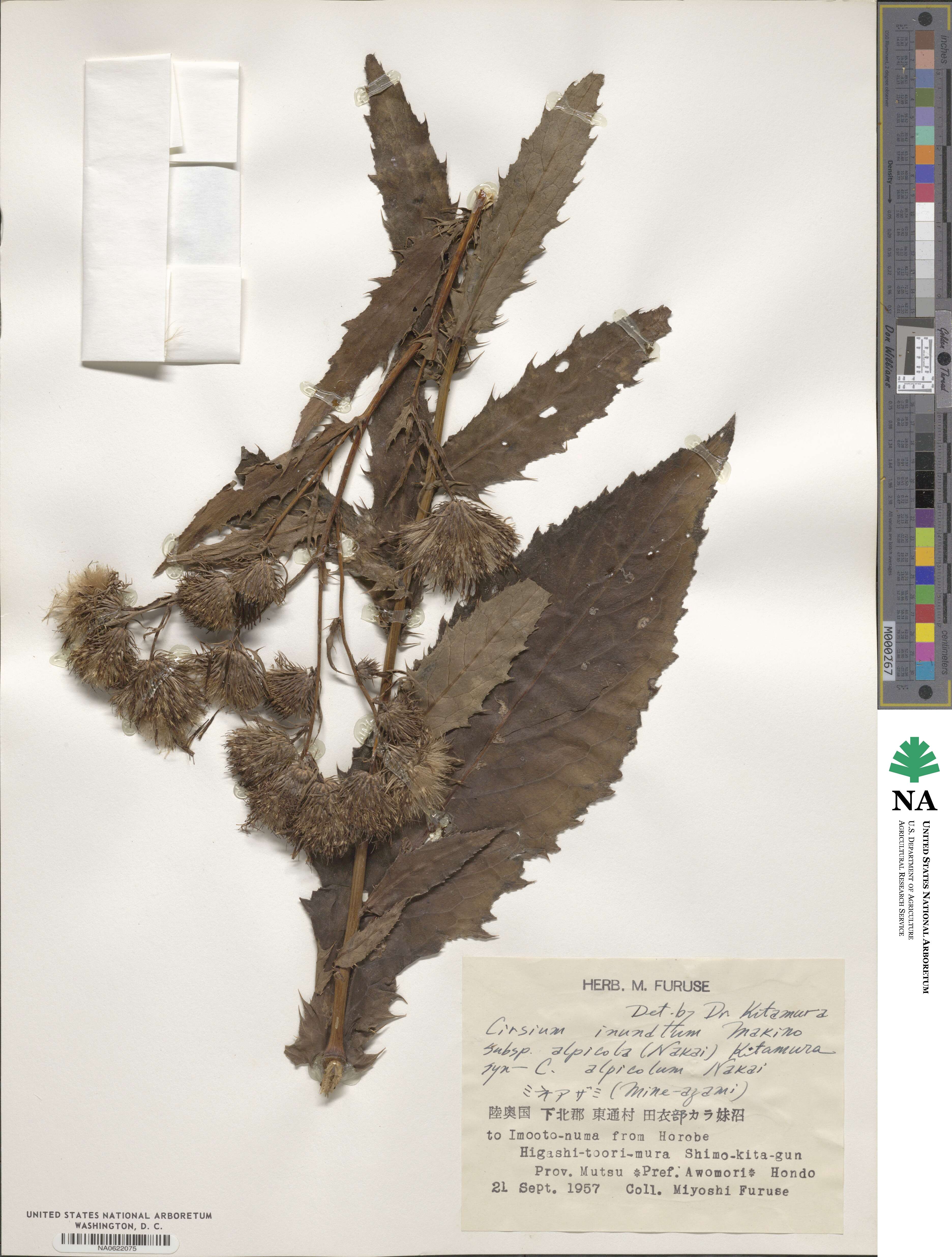 Cirsium alpicola image