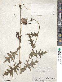 Cirsium japonicum image