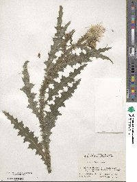 Cirsium japonicum image