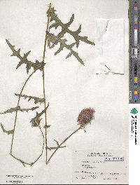 Cirsium japonicum image