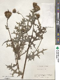 Cirsium japonicum image