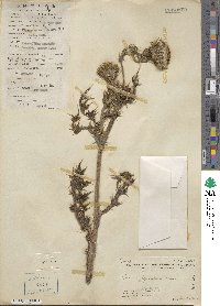 Cirsium japonicum image