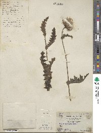 Cirsium japonicum image