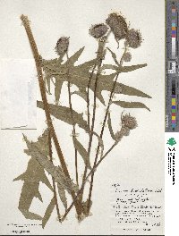 Cirsium kamtschaticum image