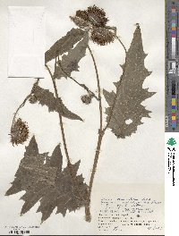 Cirsium kamtschaticum image