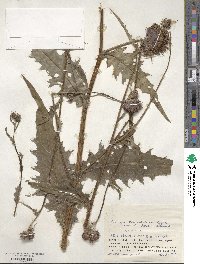 Cirsium kamtschaticum image