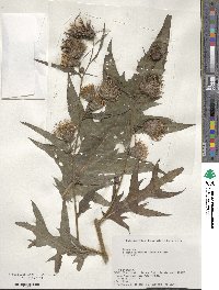 Cirsium nipponicum image