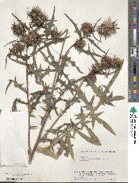 Cirsium nipponicum image