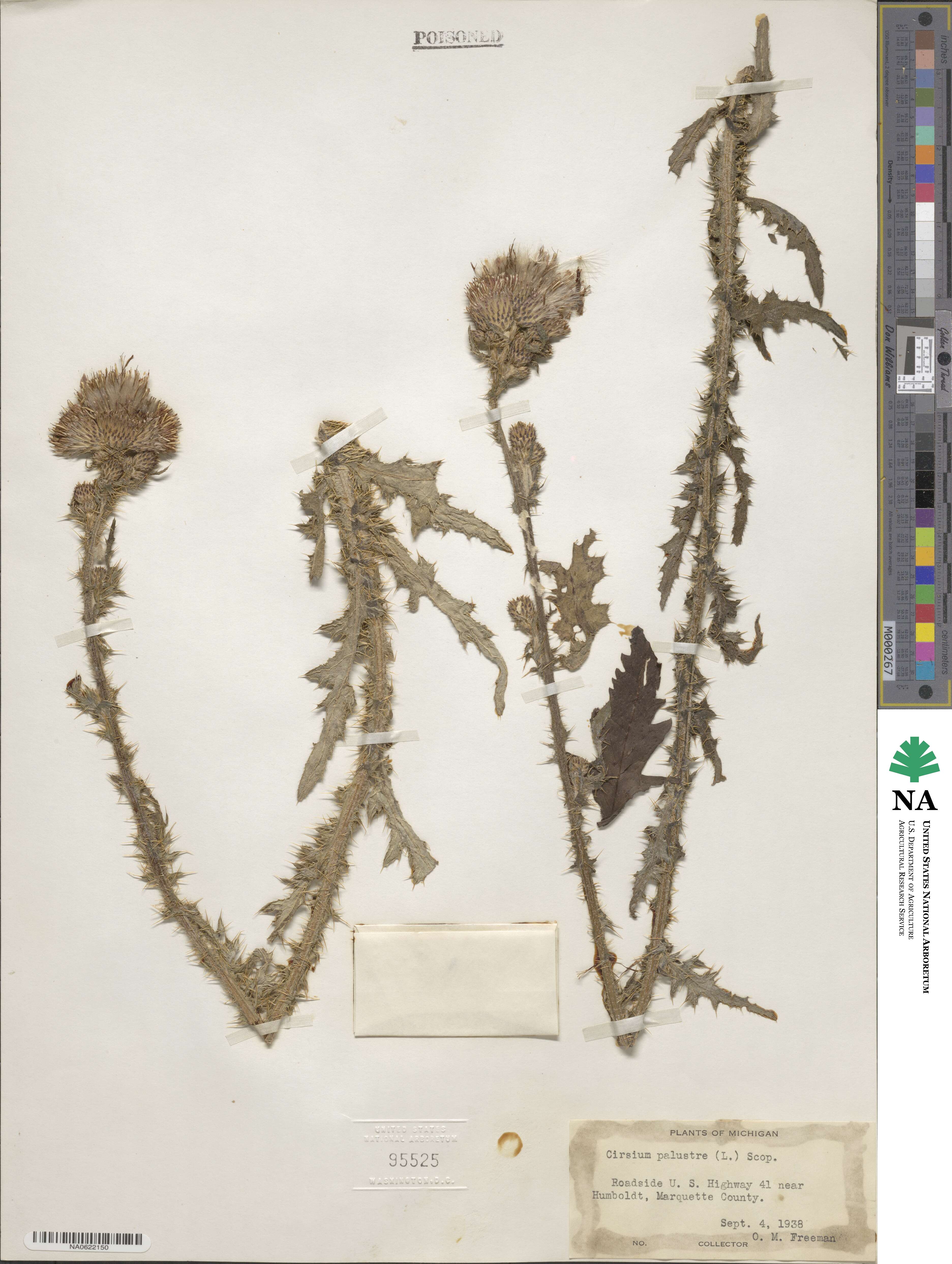 Cirsium palustre image