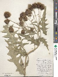 Cirsium purpuratum image