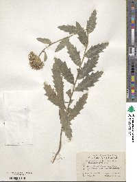 Cirsium arvense var. integrifolium image