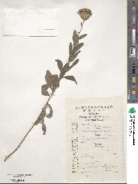 Cirsium arvense var. integrifolium image