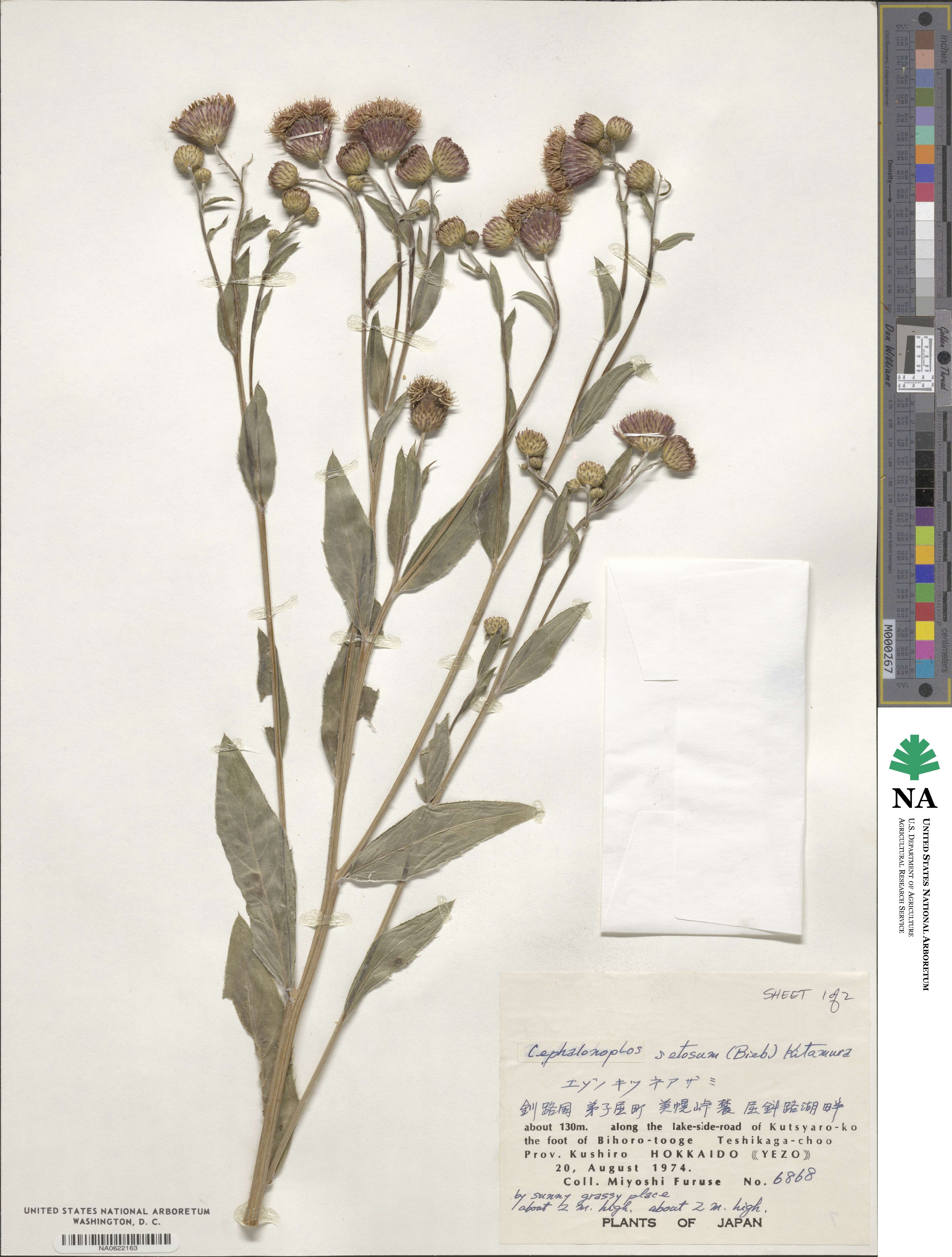 Cirsium arvense var. integrifolium image