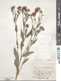 Cirsium arvense image