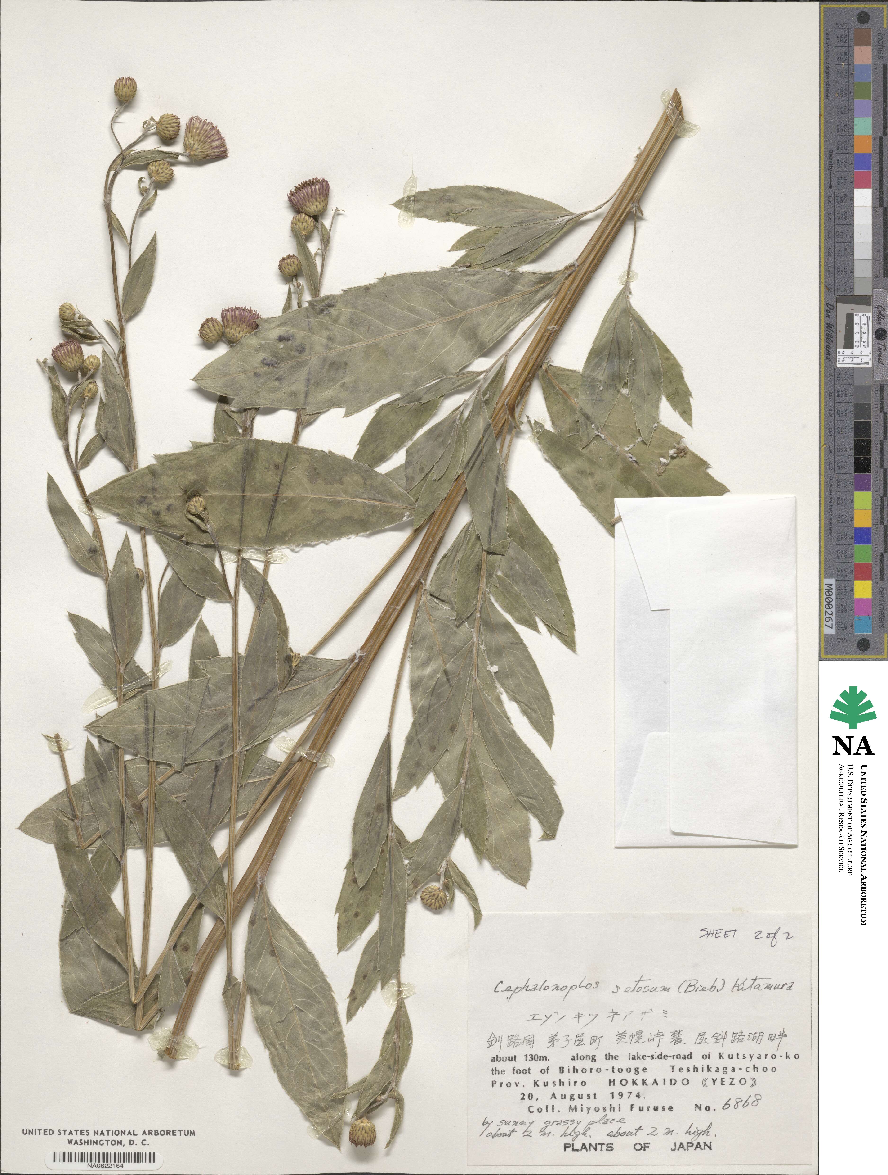 Cirsium arvense var. integrifolium image