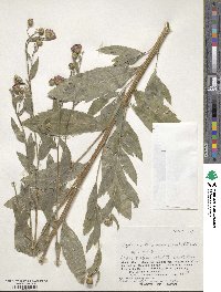 Cirsium arvense var. integrifolium image