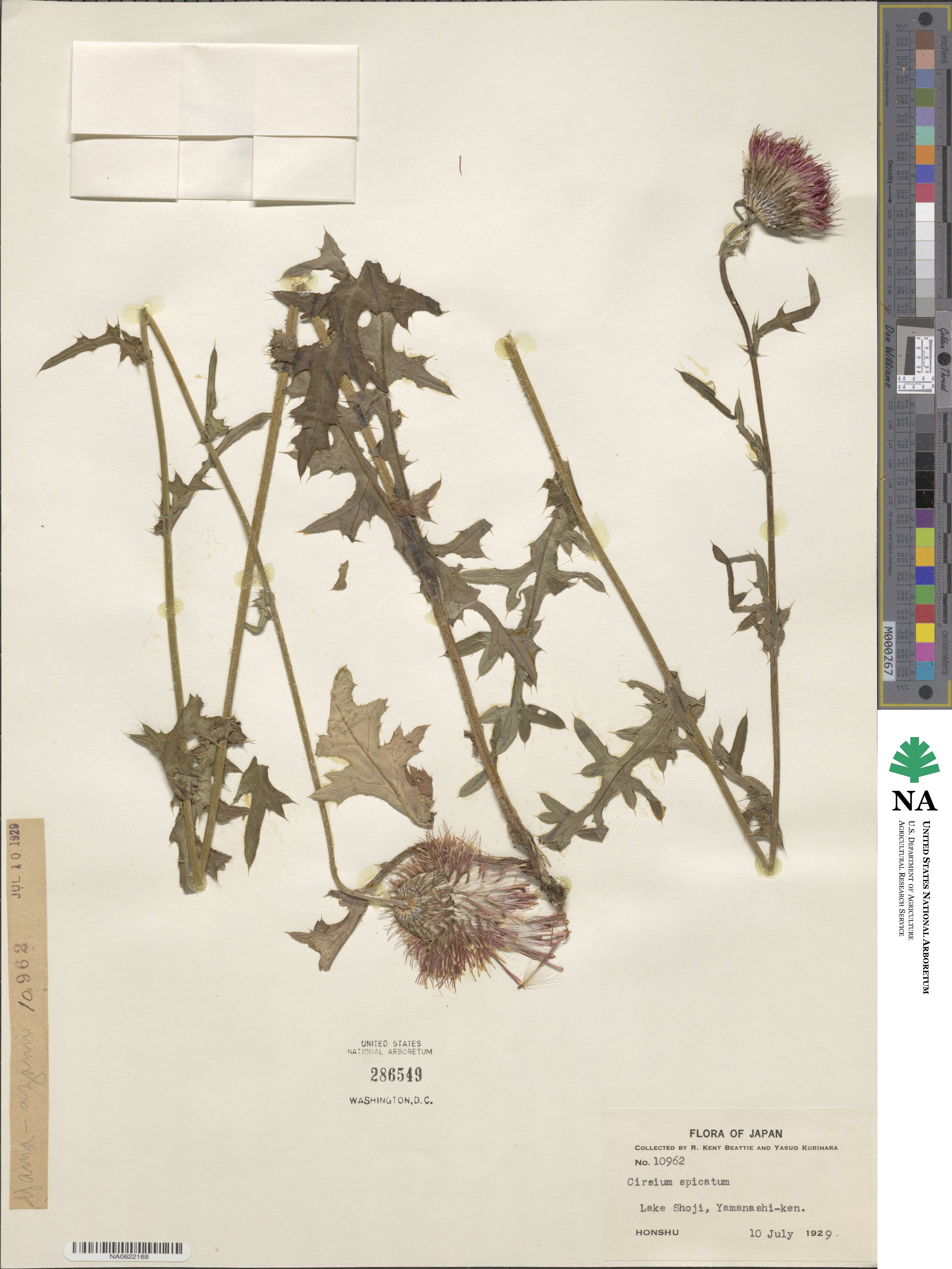 Cirsium spicatum image