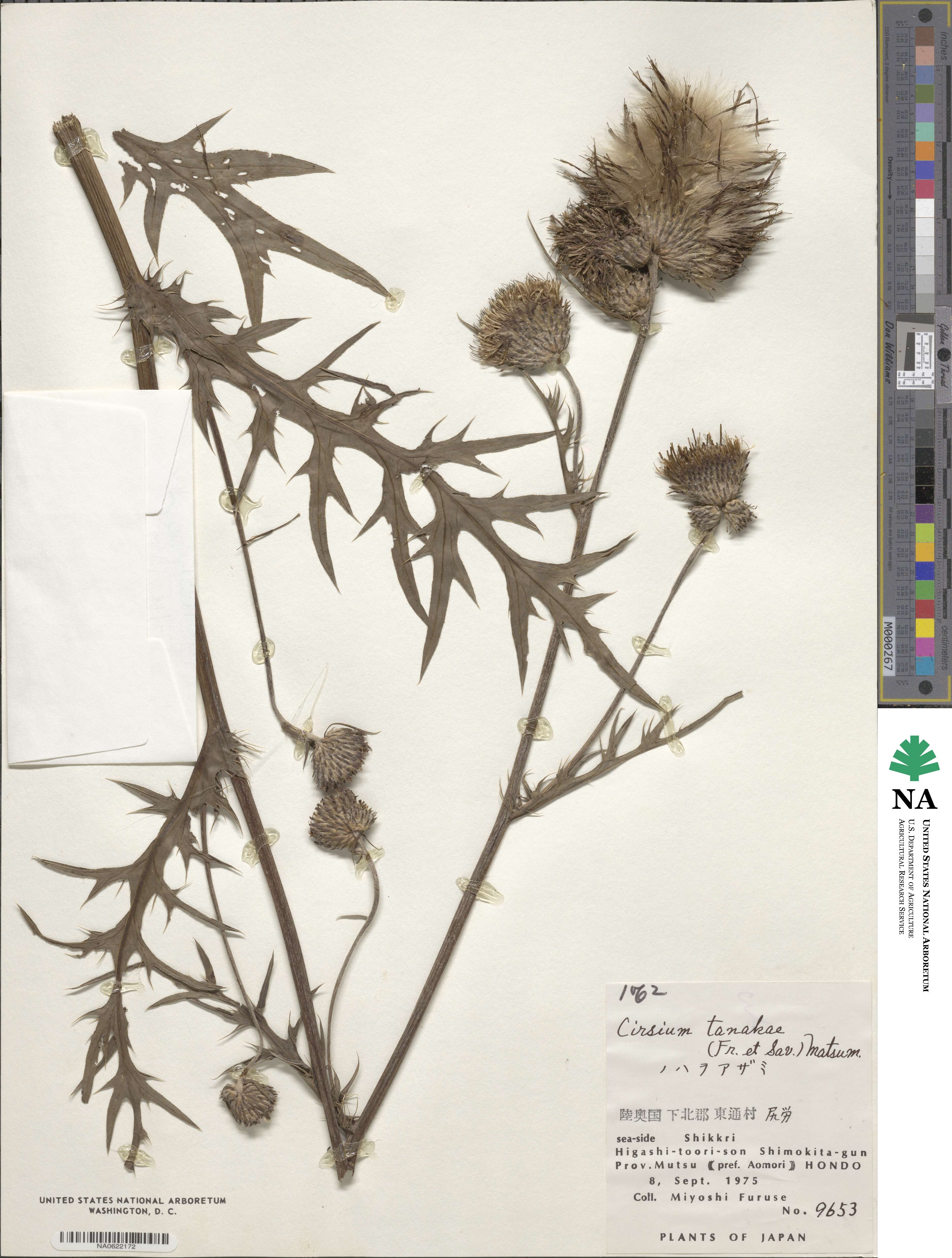 Cirsium nipponicum image