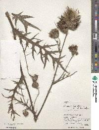 Cirsium nipponicum image