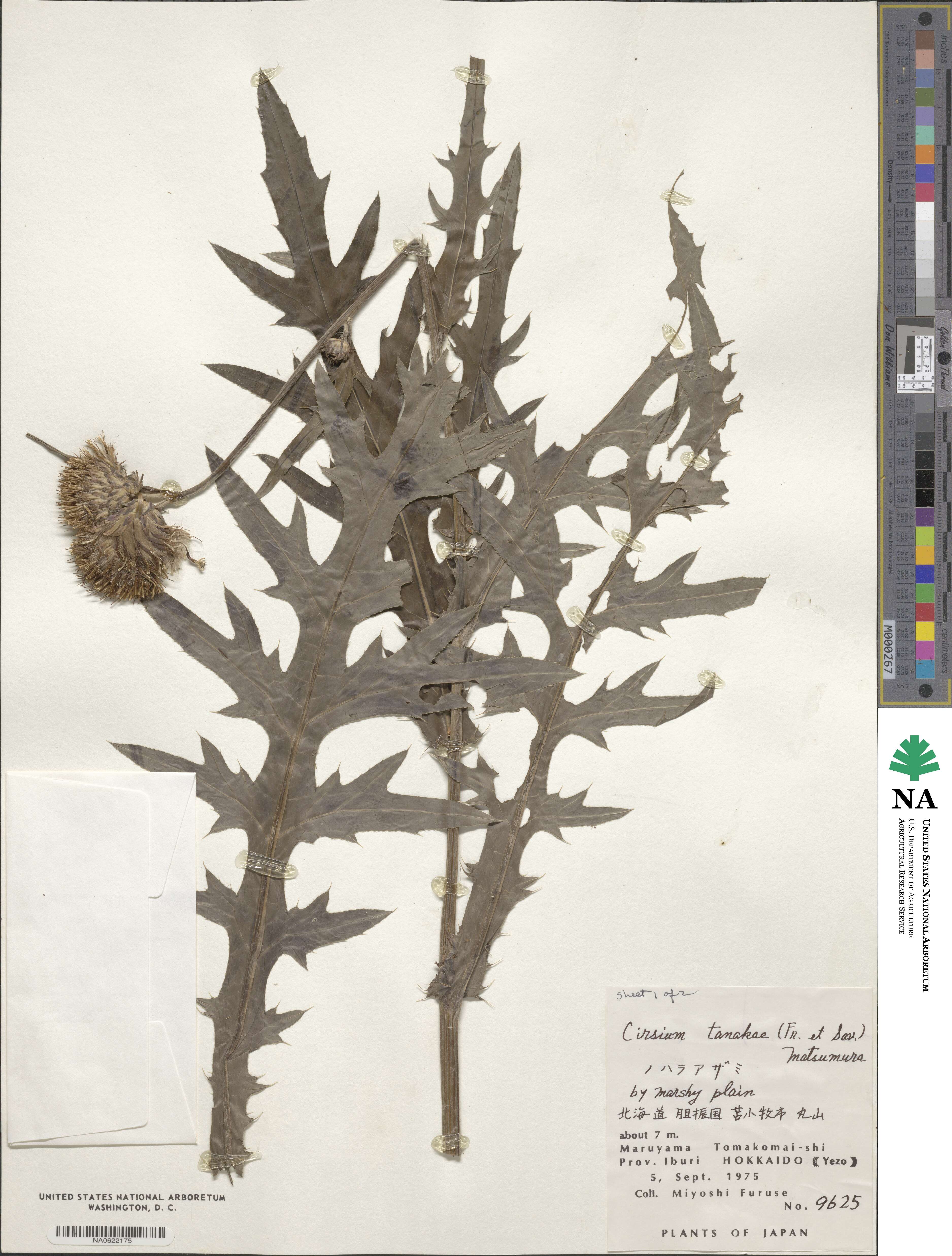 Cirsium nipponicum var. incomptum image