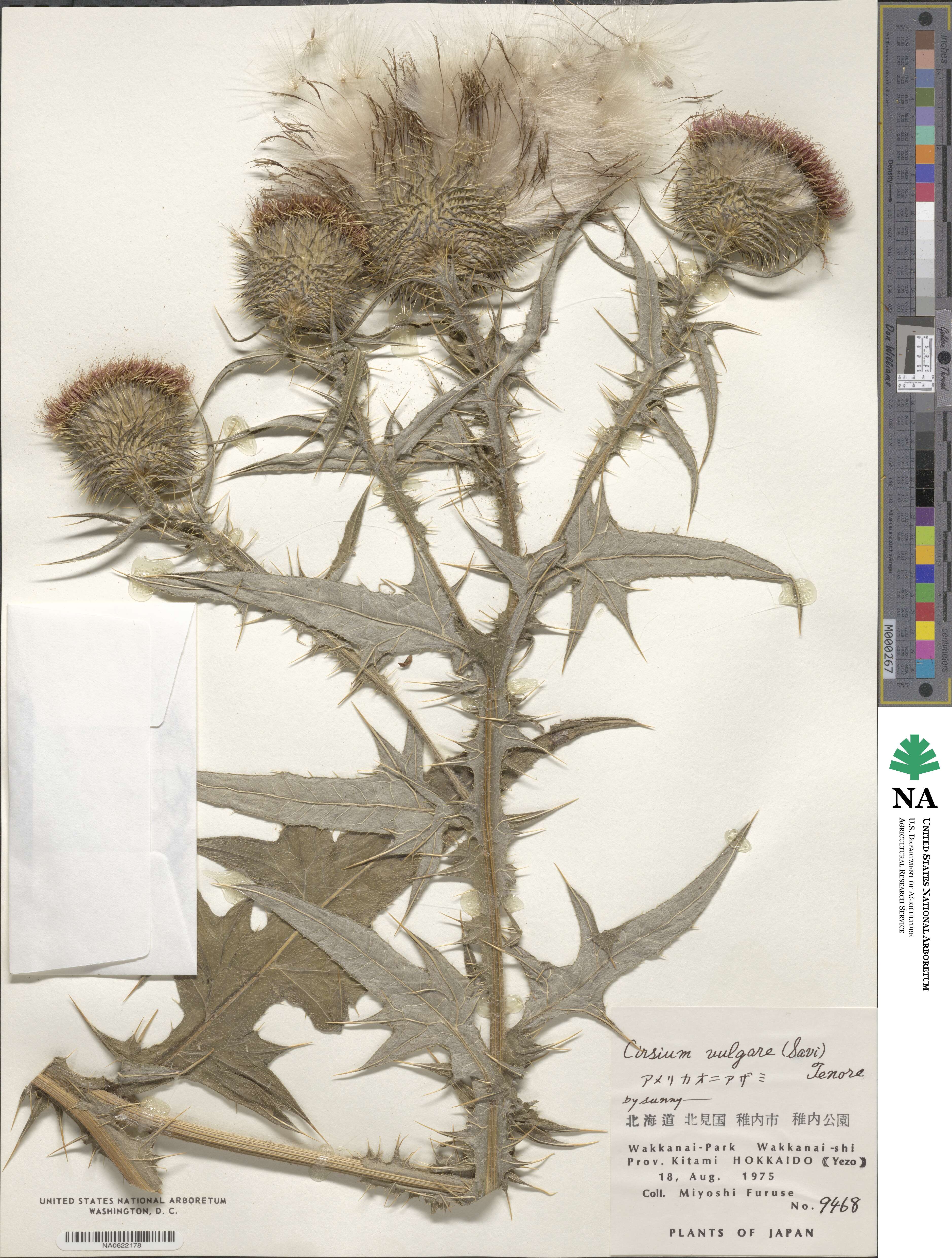 Cirsium vulgare image