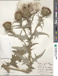 Cirsium vulgare image