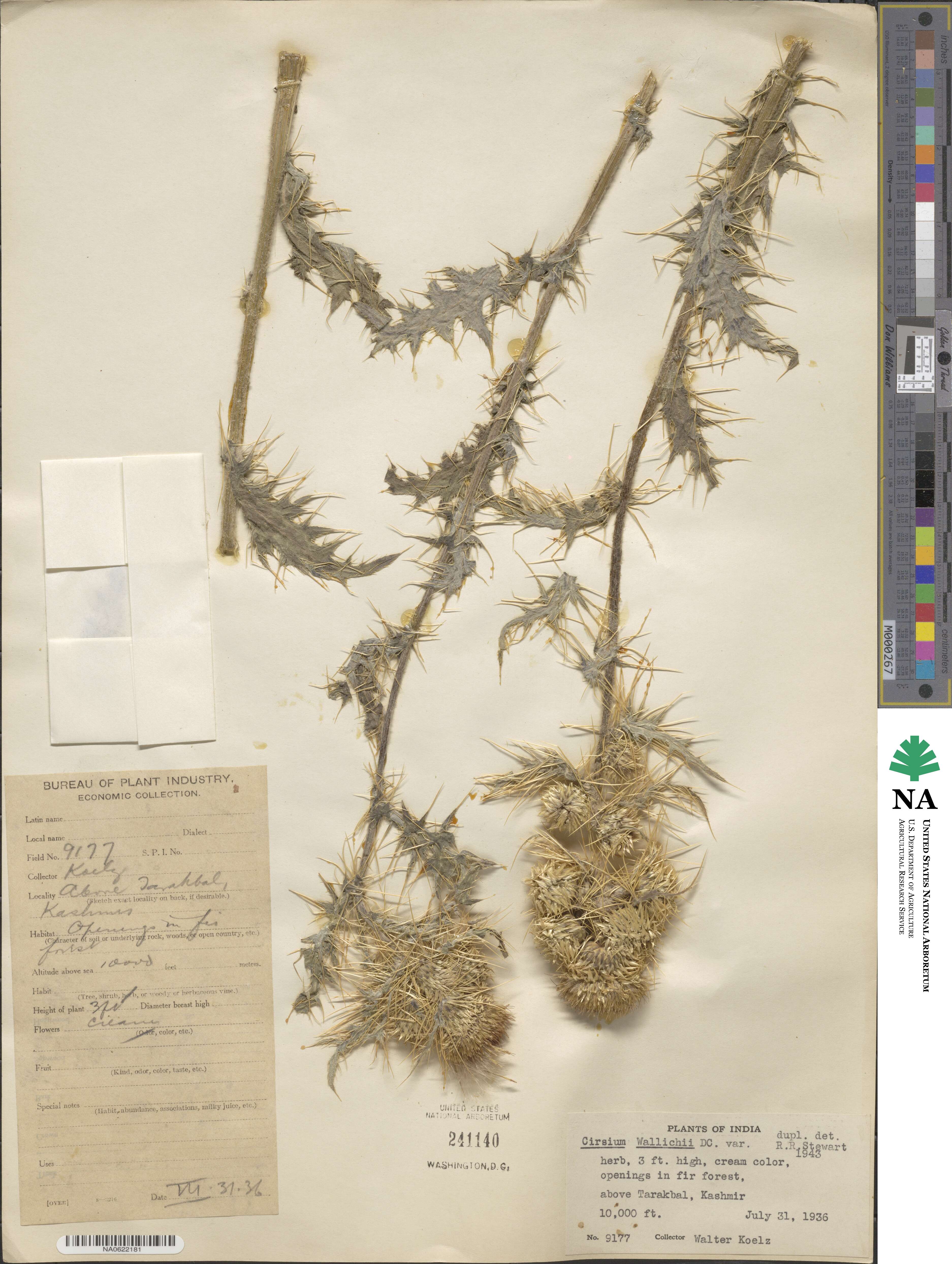 Cirsium wallichii image