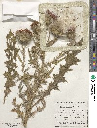 Cirsium vulgare image