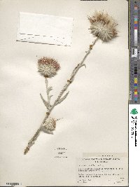 Image of Cirsium coulteri