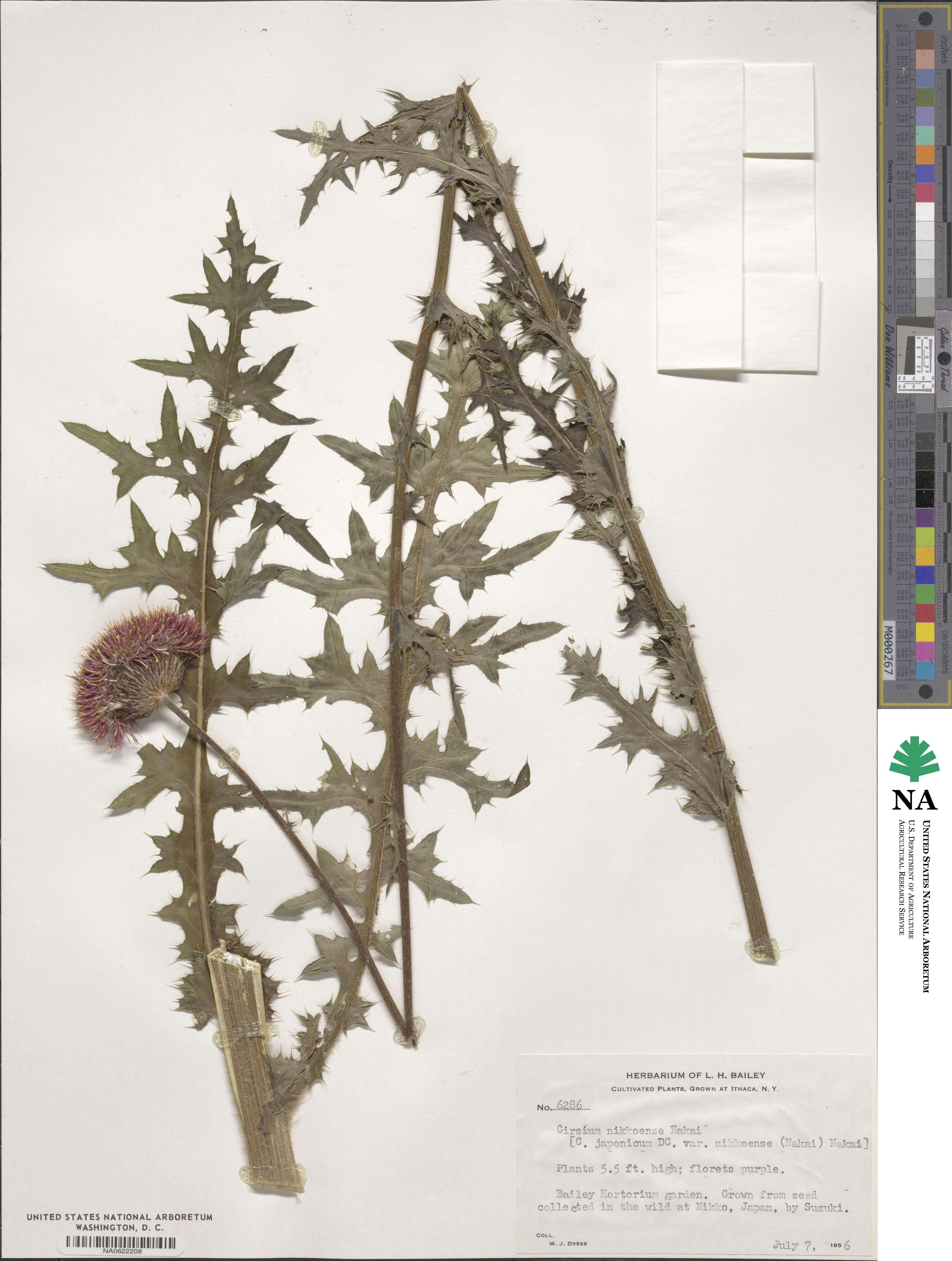 Cirsium oligophyllum var. nikkoense image