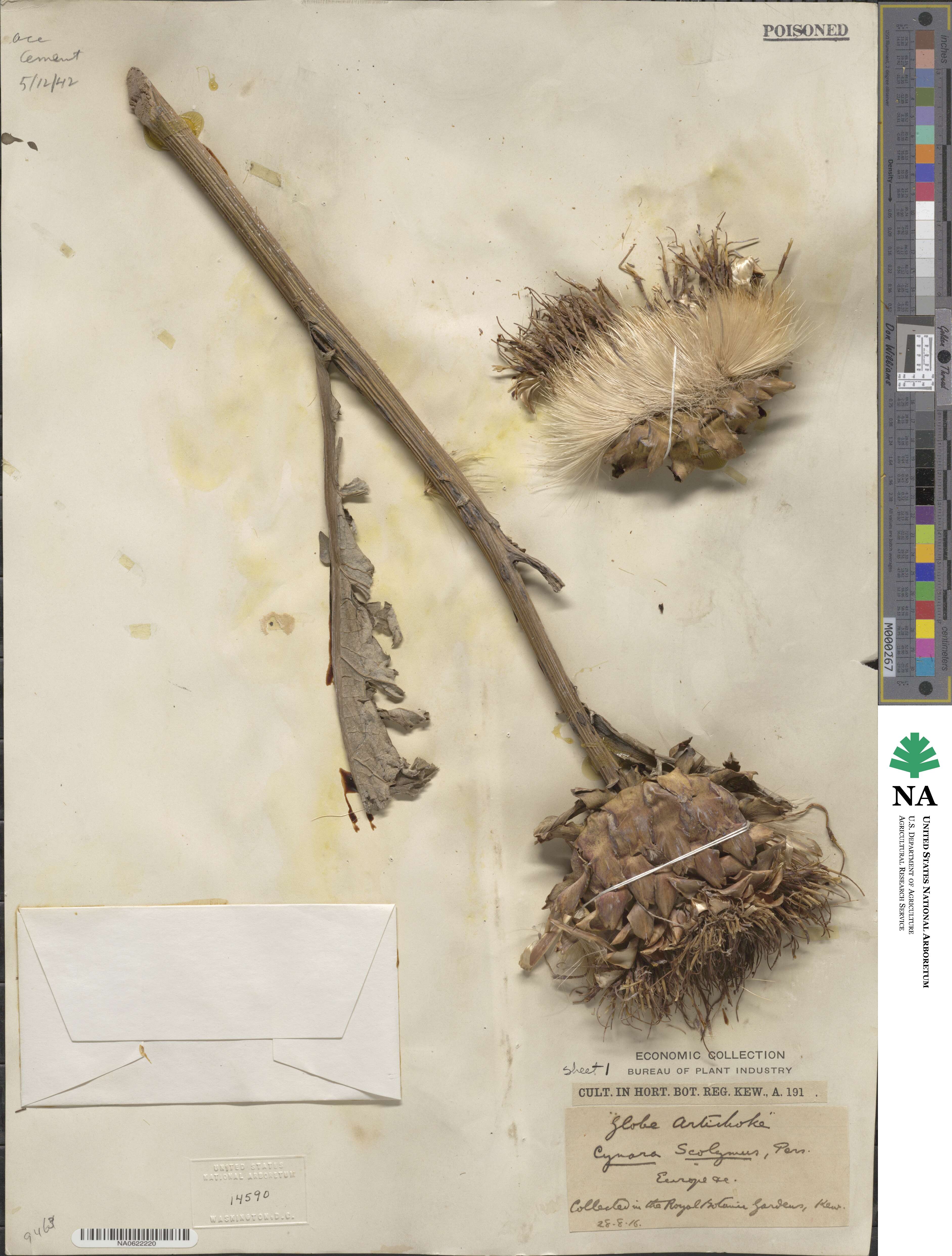 Cynara scolymus image