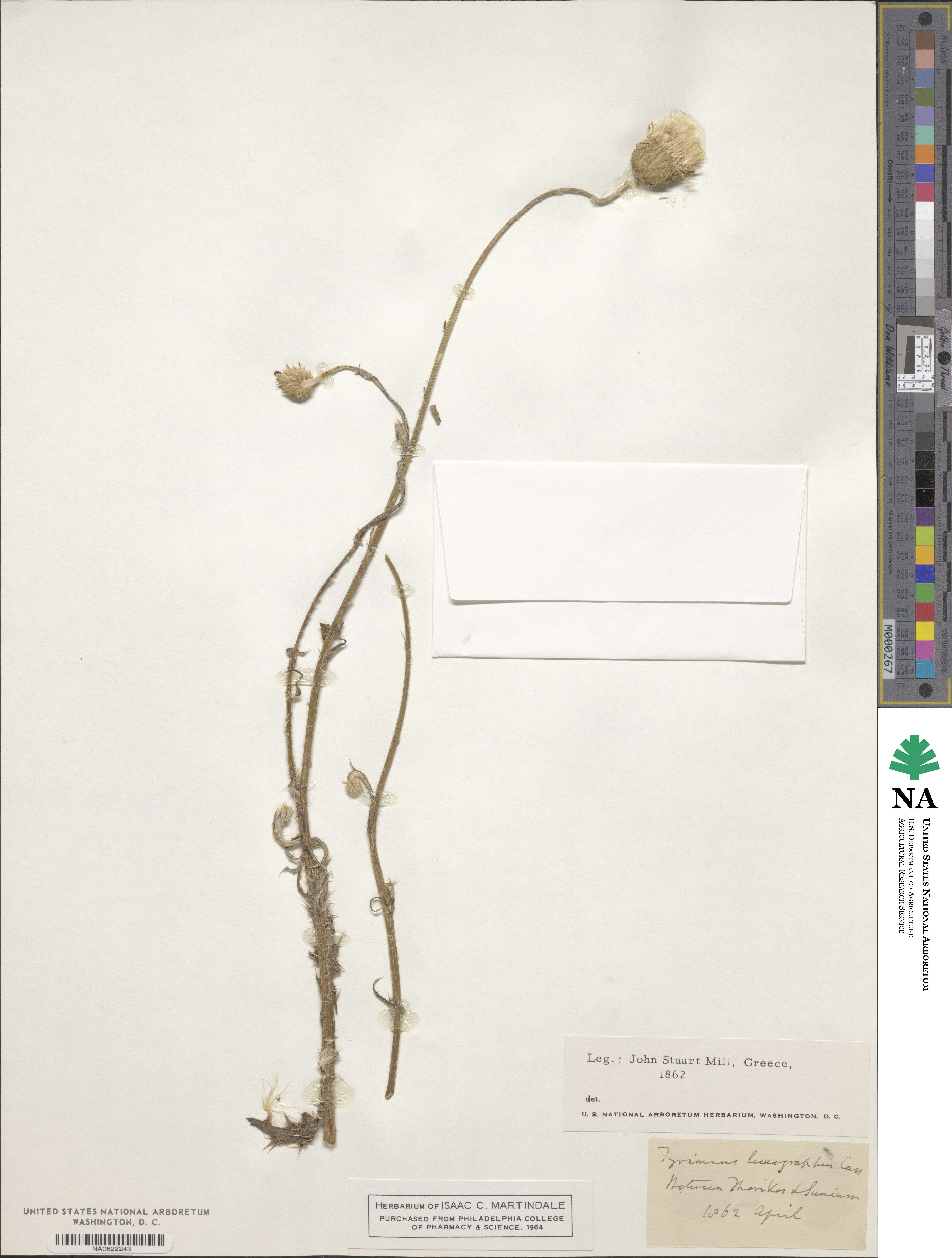 Tyrimnus leucographus image