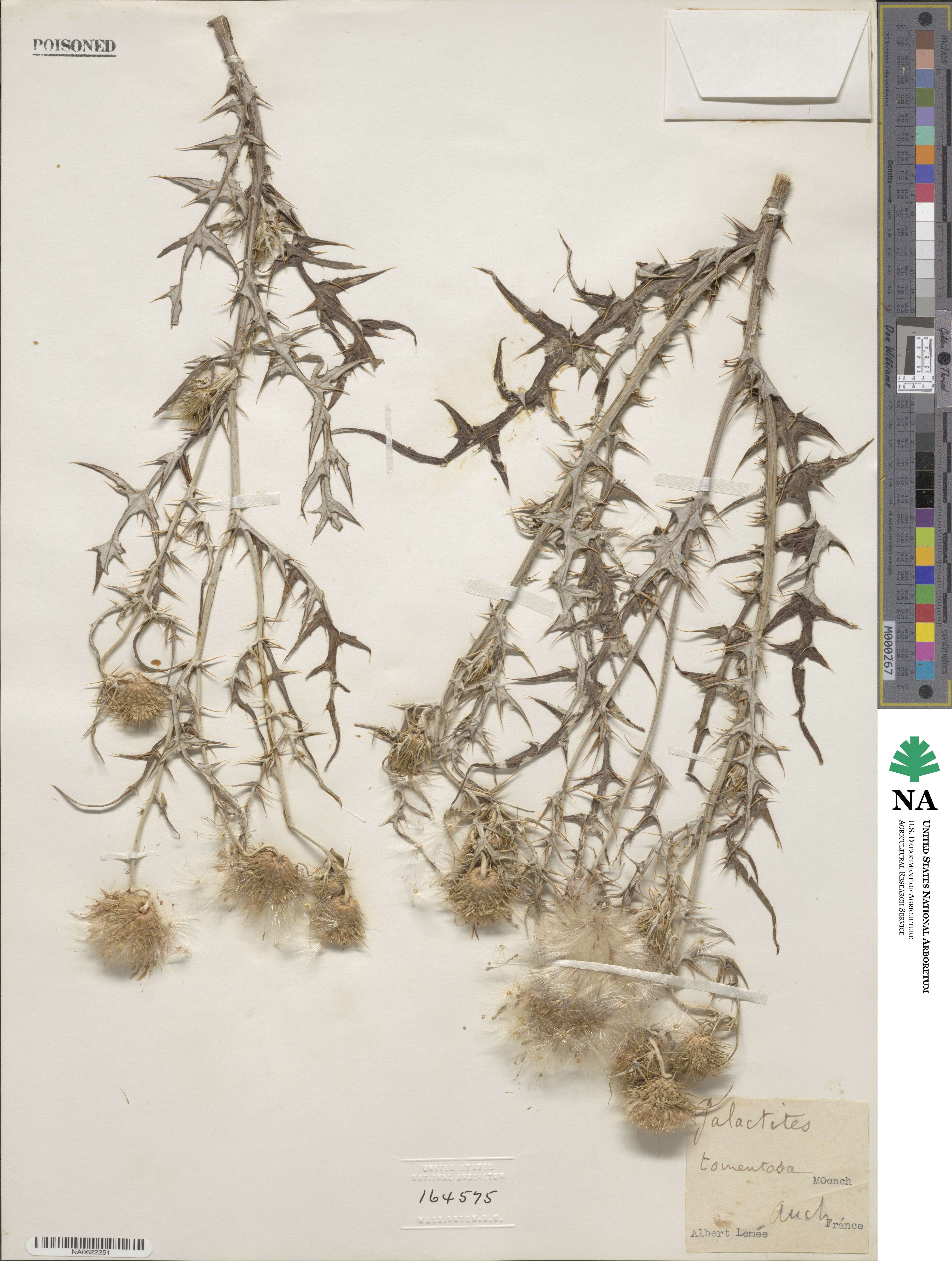 Galactites image