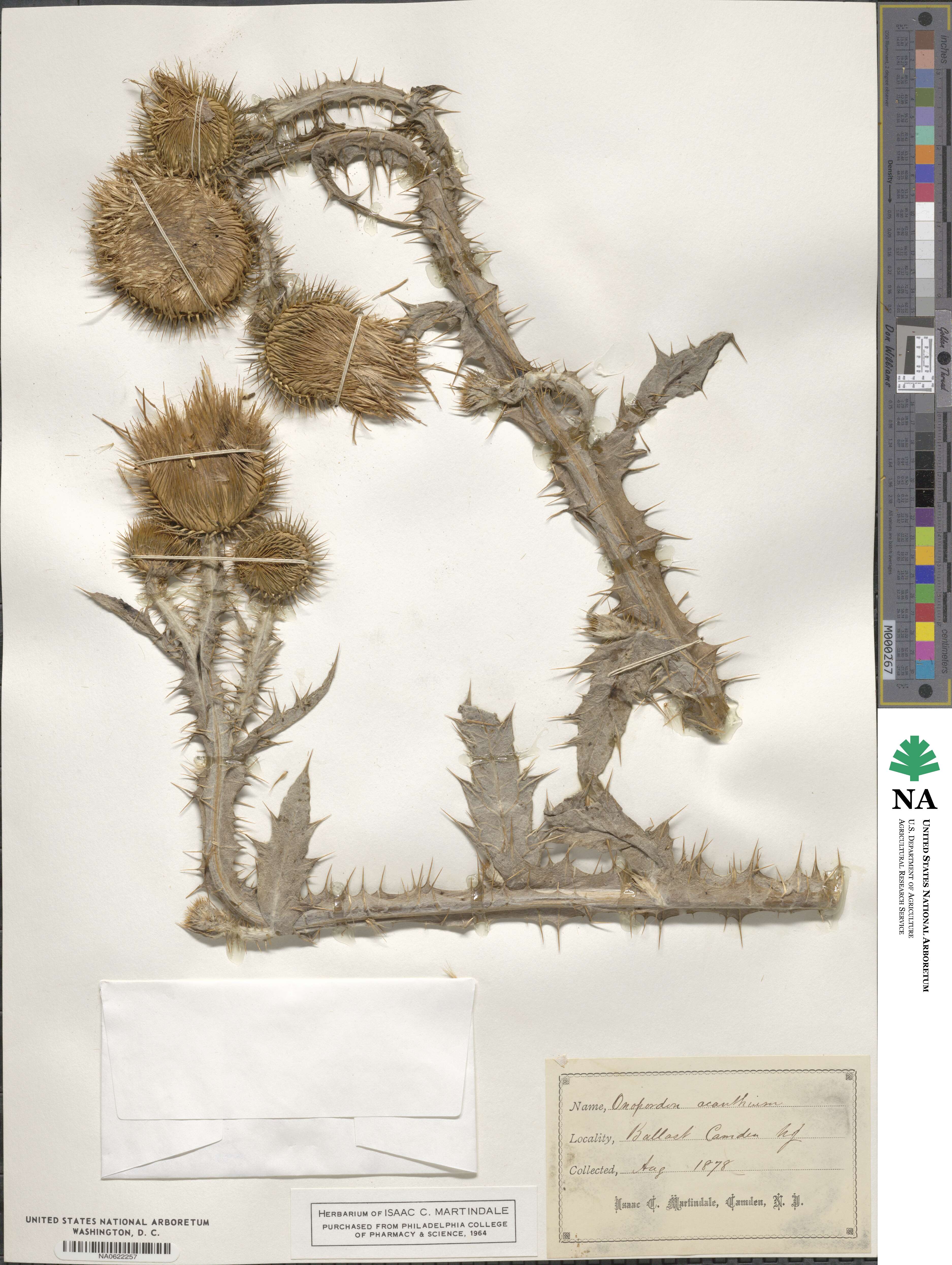 Onopordum acanthium image