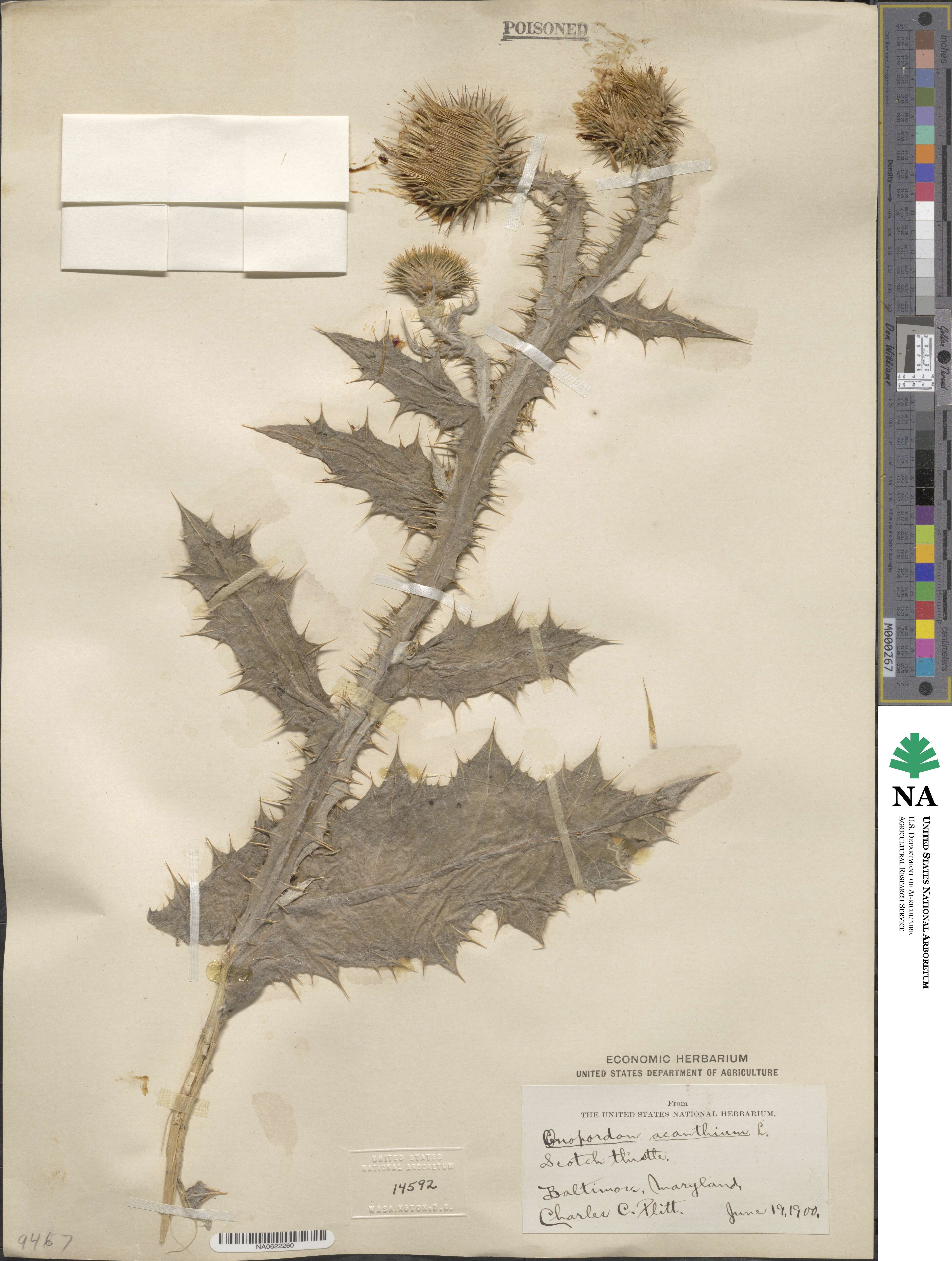 Onopordum acanthium image