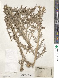 Onopordum acanthium image