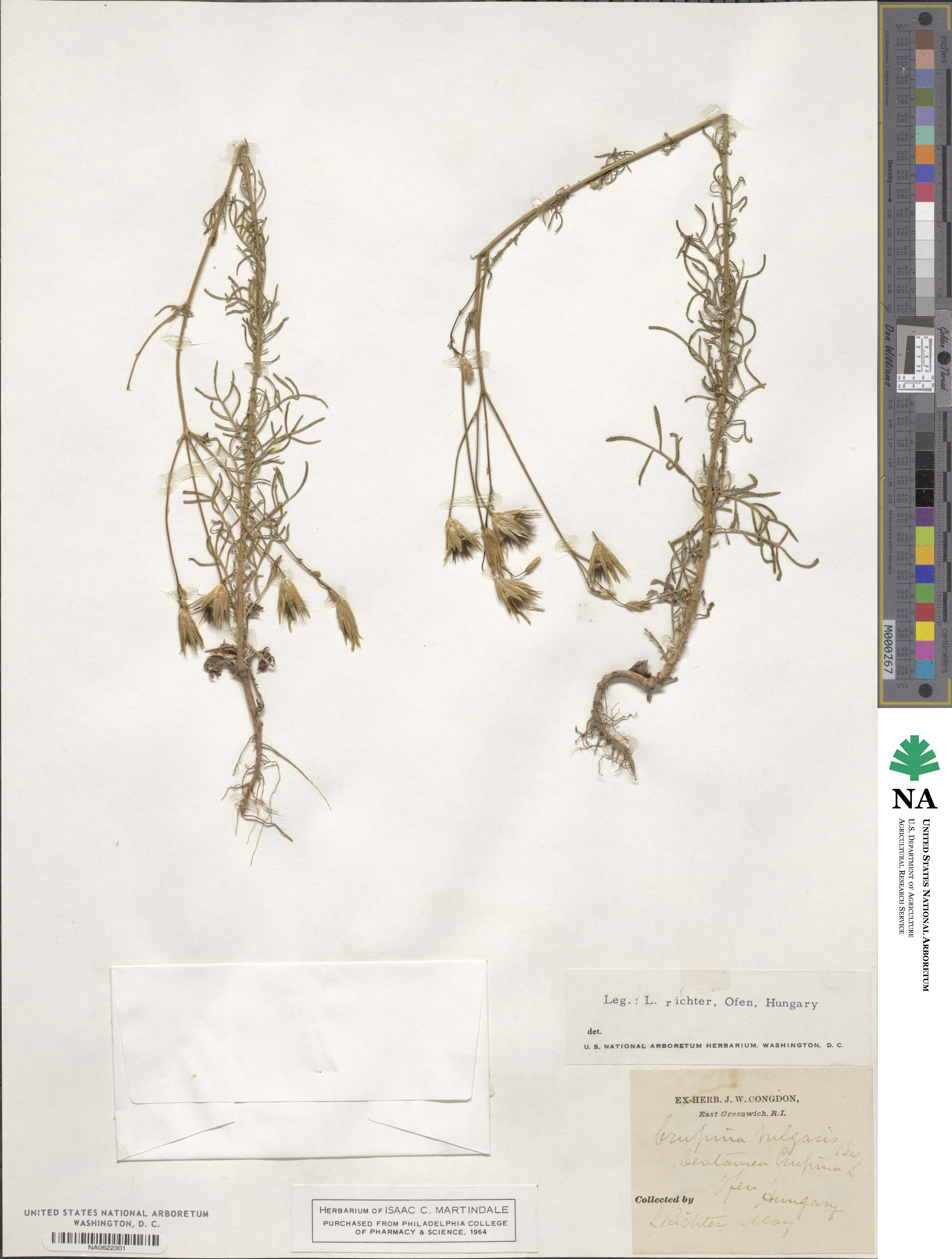 Crupina vulgaris image