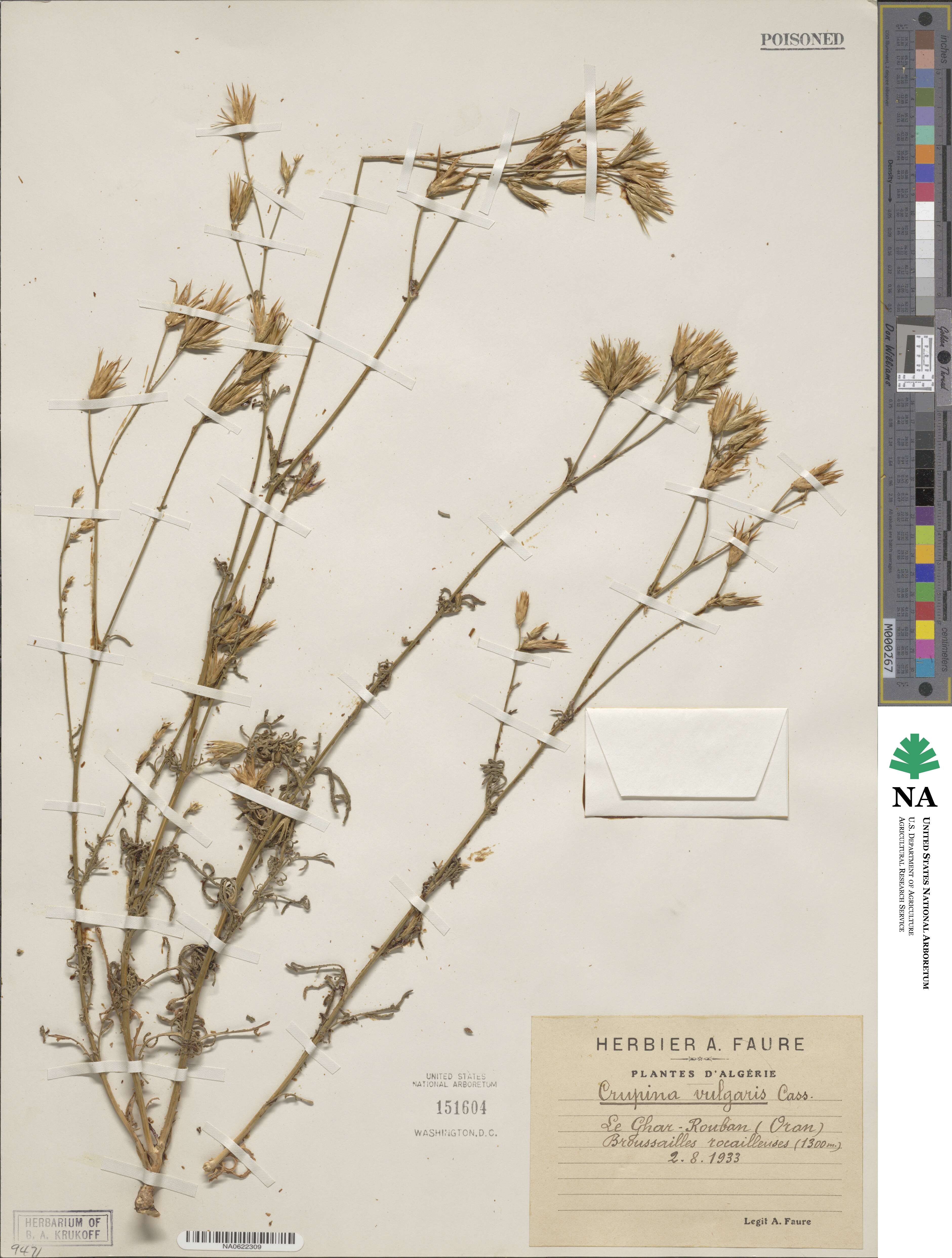 Crupina vulgaris image