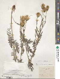 Klasea radiata subsp. radiata image