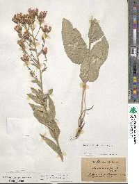 Serratula tinctoria image