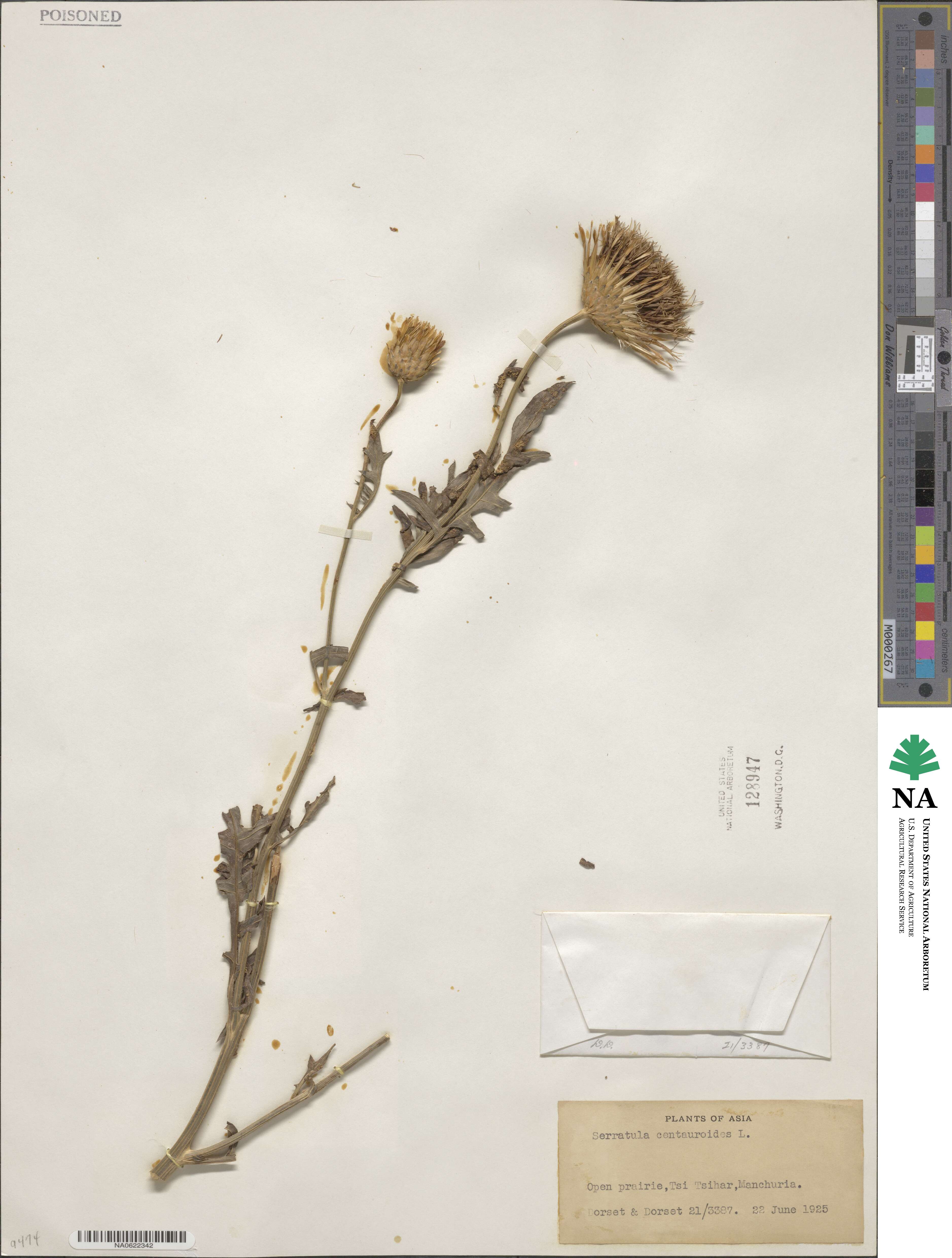 Serratula centauroides image
