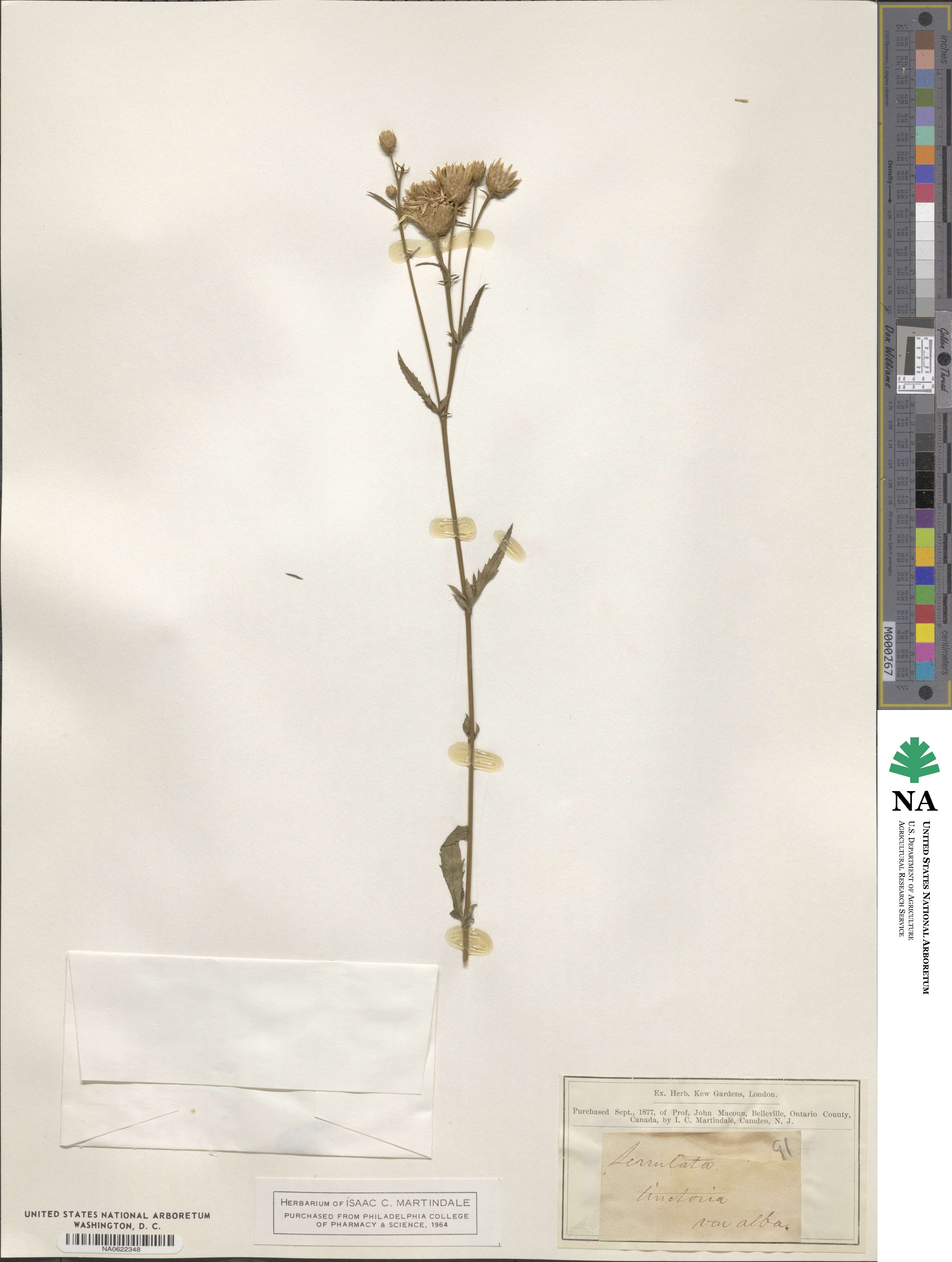Serratula tinctoria image