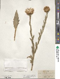 Centaurea americana image