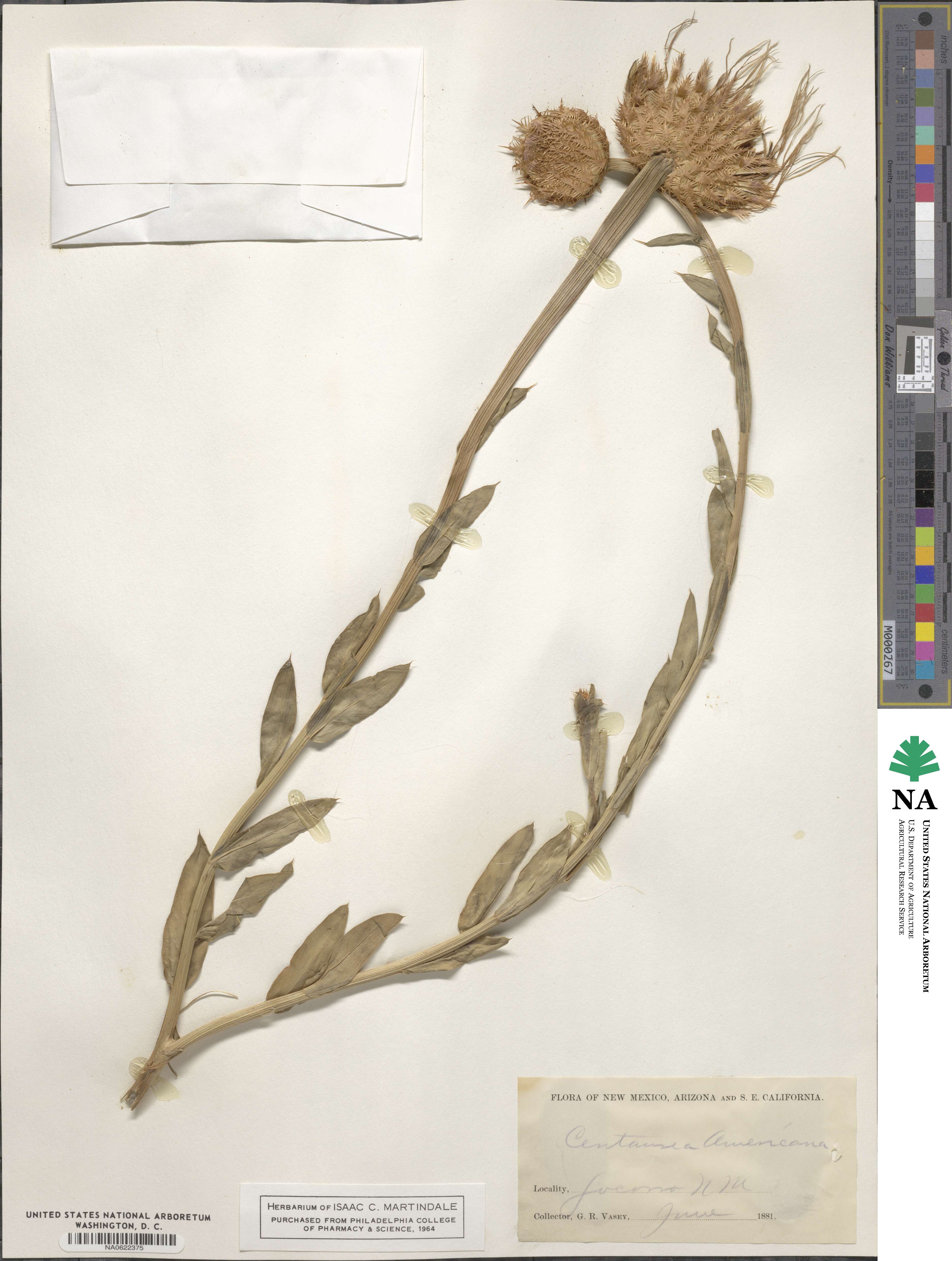 Centaurea americana image