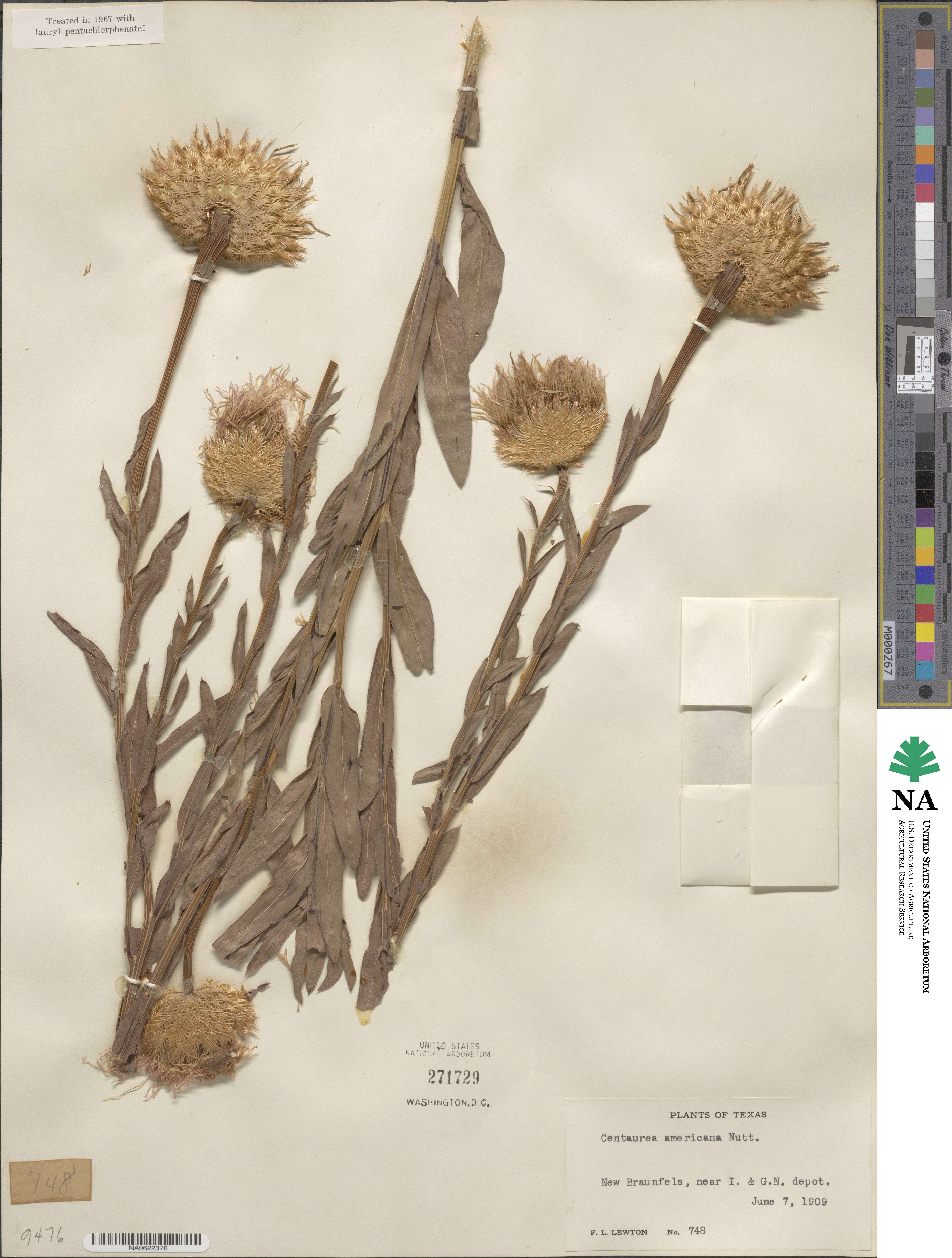 Centaurea americana image