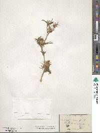 Centaurea calcitrapa image