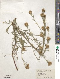 Centaurea nigra subsp. endressii image