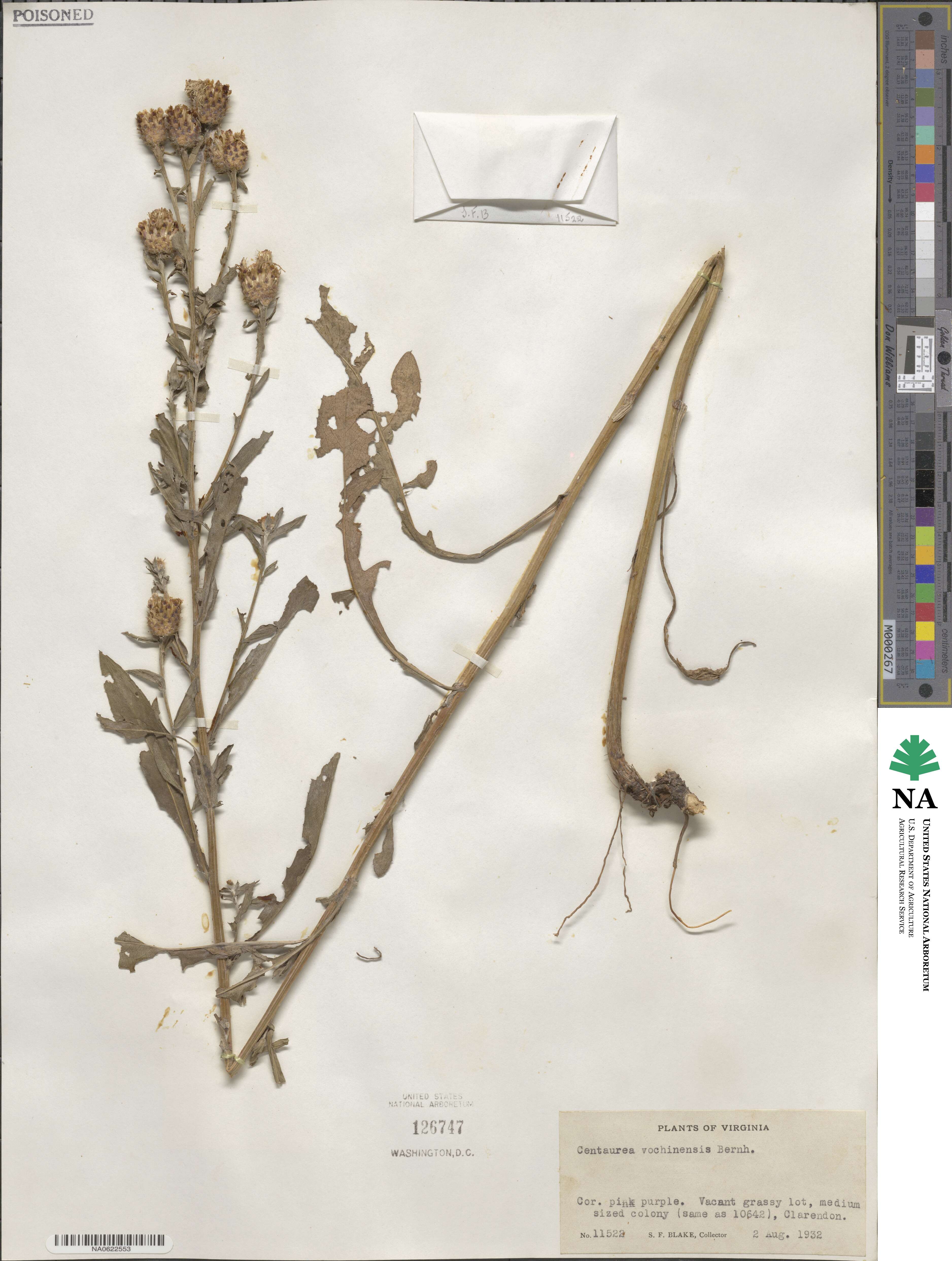 Centaurea vochinensis image