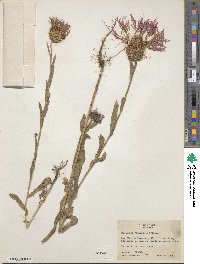 Plectocephalus rothrockii image