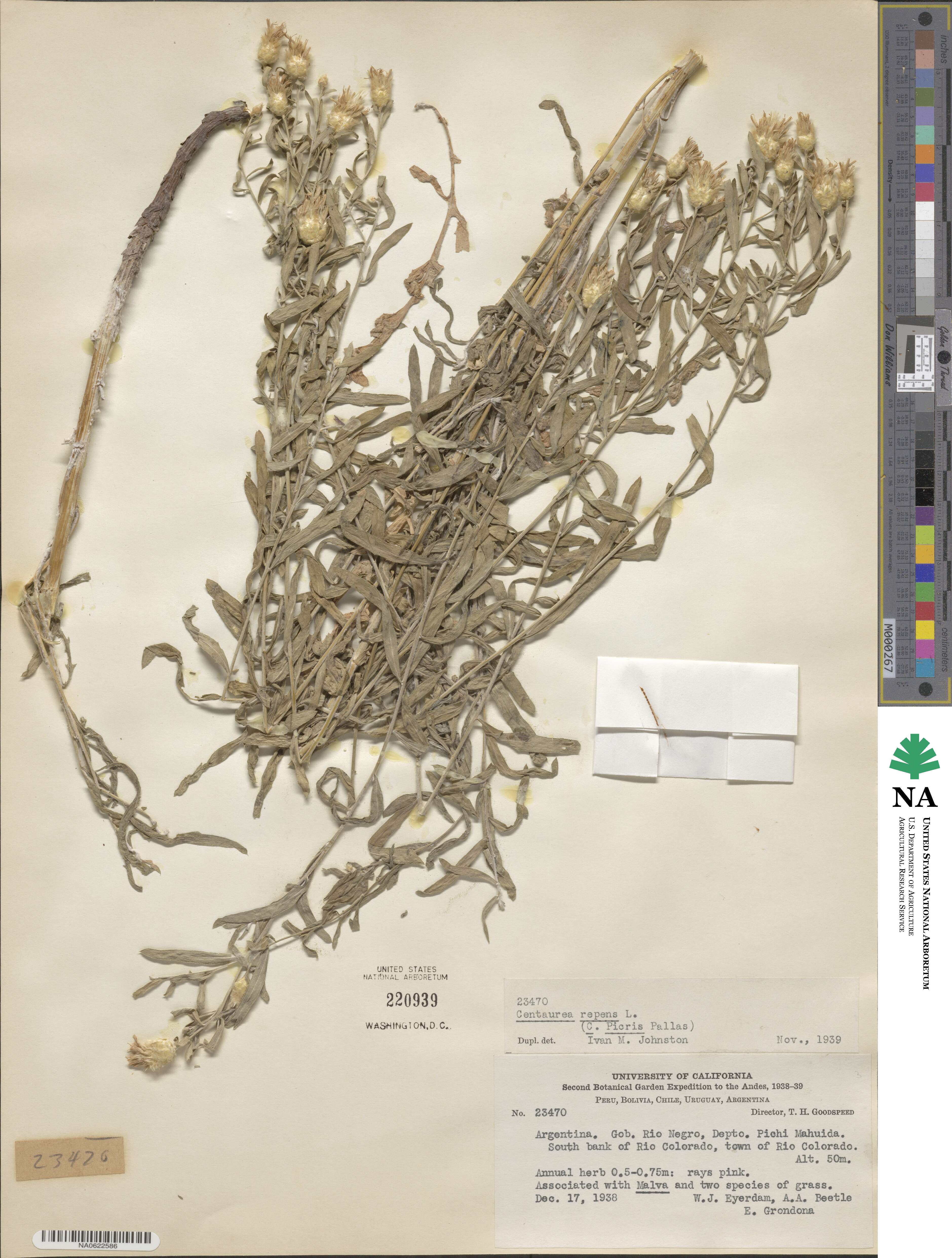 Rhaponticum repens image